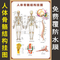  Traditional Chinese medicine health hall Human bone structure muscle diagram Hospital orthopedic poster full body HD poster large wall chart