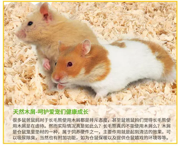 hamster sawdust