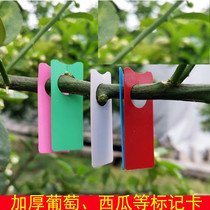  Fruit Farmle Grape Mark Card Sunshine Rose Summer Black Mark Card Watermelon Release tag card