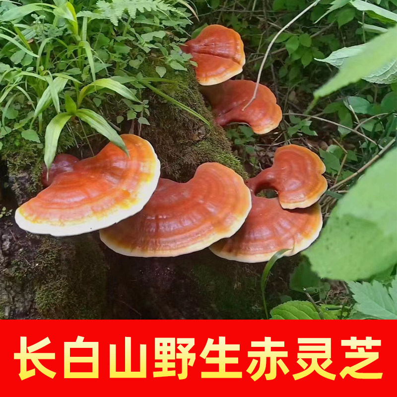 Wild Ganoderma lucidum Large authentic deep mountain red Ganoderma lucidum pruning selected premium Changbai Mountain wild Ganoderma lucidum 250g