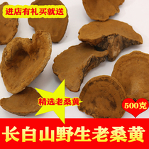 Long white Mountain Sanhuang wild pore fungus Lucid Lucid and Authentic Grade Mulberry yellow Non-Tongrentang 500 Kesang Yellow Lingzhi
