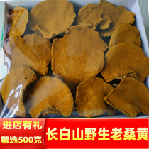 Samhuang Wild Special Class 500g Samhuang Fungus Tea Mulberry Tree Mulberry Yellow Lingzhi Box for Non-Tongrentang