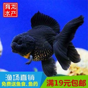 【泰狮金鱼活体图片】泰狮金鱼活体图片大全