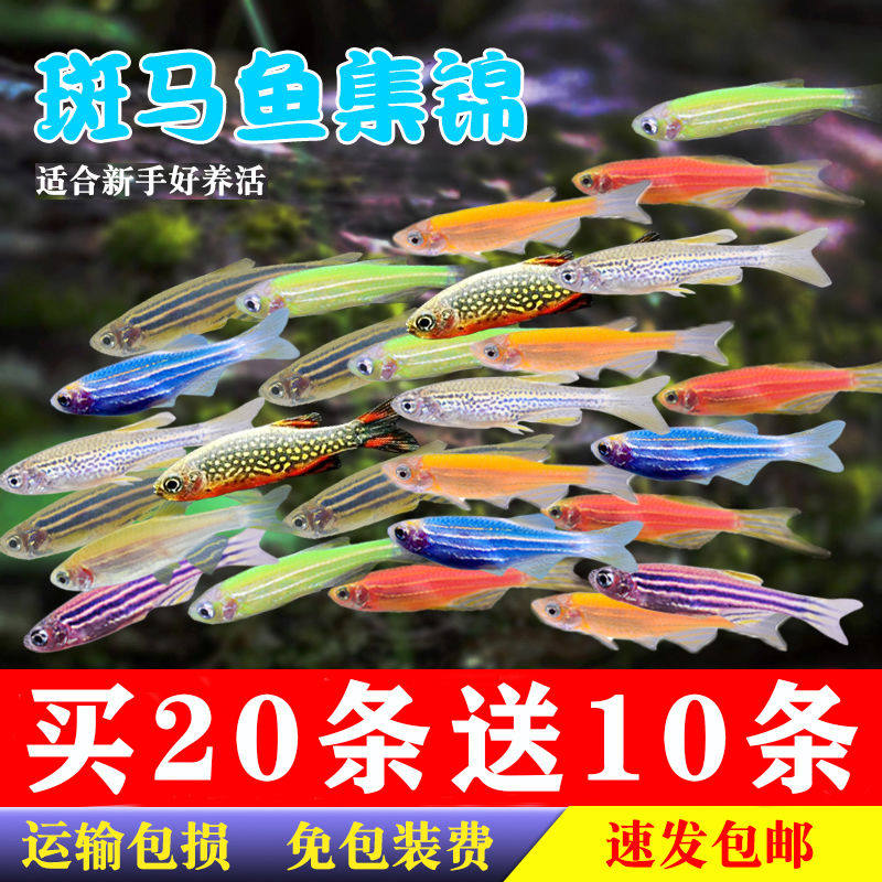 Zebra Fish Small Tropical Ornamental Fish Freshwater Fluorescent Zebra Sla Fish Sloth Resistant Traffic Lights Cormini Living Fish