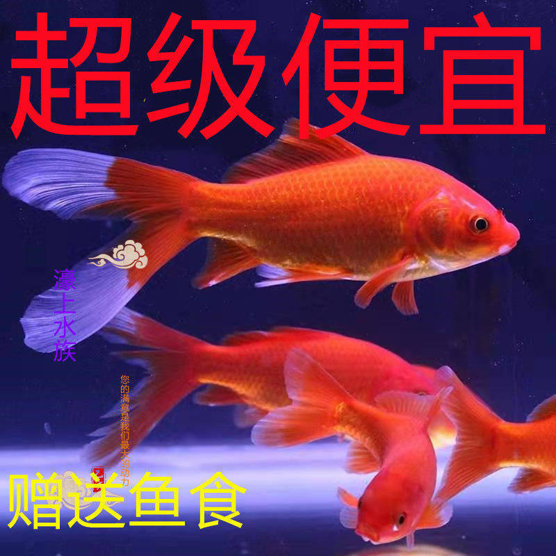 Cold water grass golden brocade carp good raise and low temperature small native red butterfly parrot miao living things to see