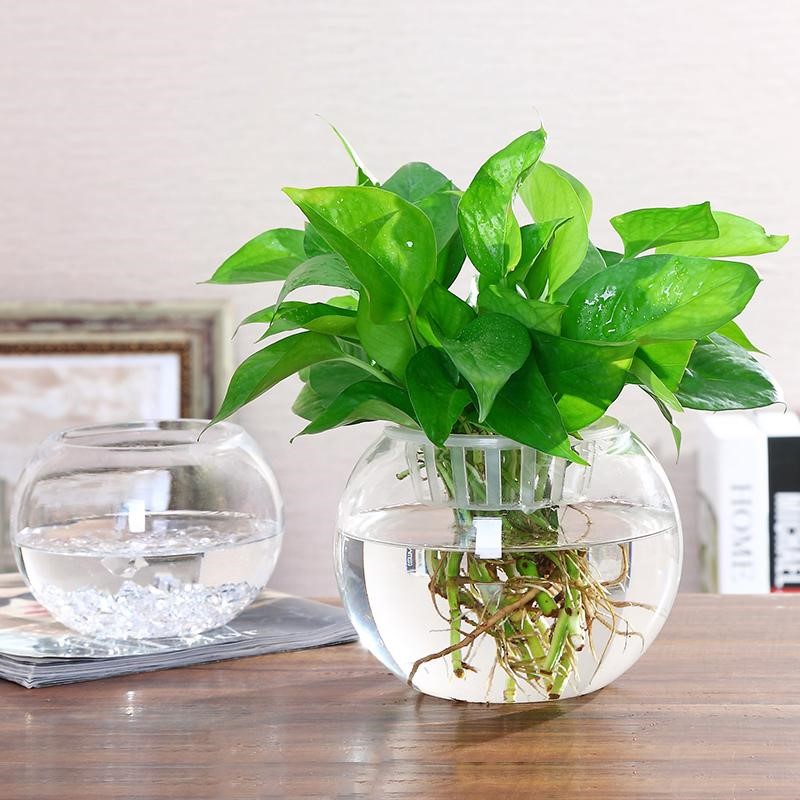 Hydroponic plant glass bottle transparent glass vase container gold Ge flower pot circular fish tank hydropony plant utensil