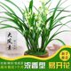 Wengyuan Orchid Seedling Four Seasons Jianlan Dafengsu Indoor Office Green Plant Potted Plant Luzhou-flavored Type That Year Blooming and Good Cultivation