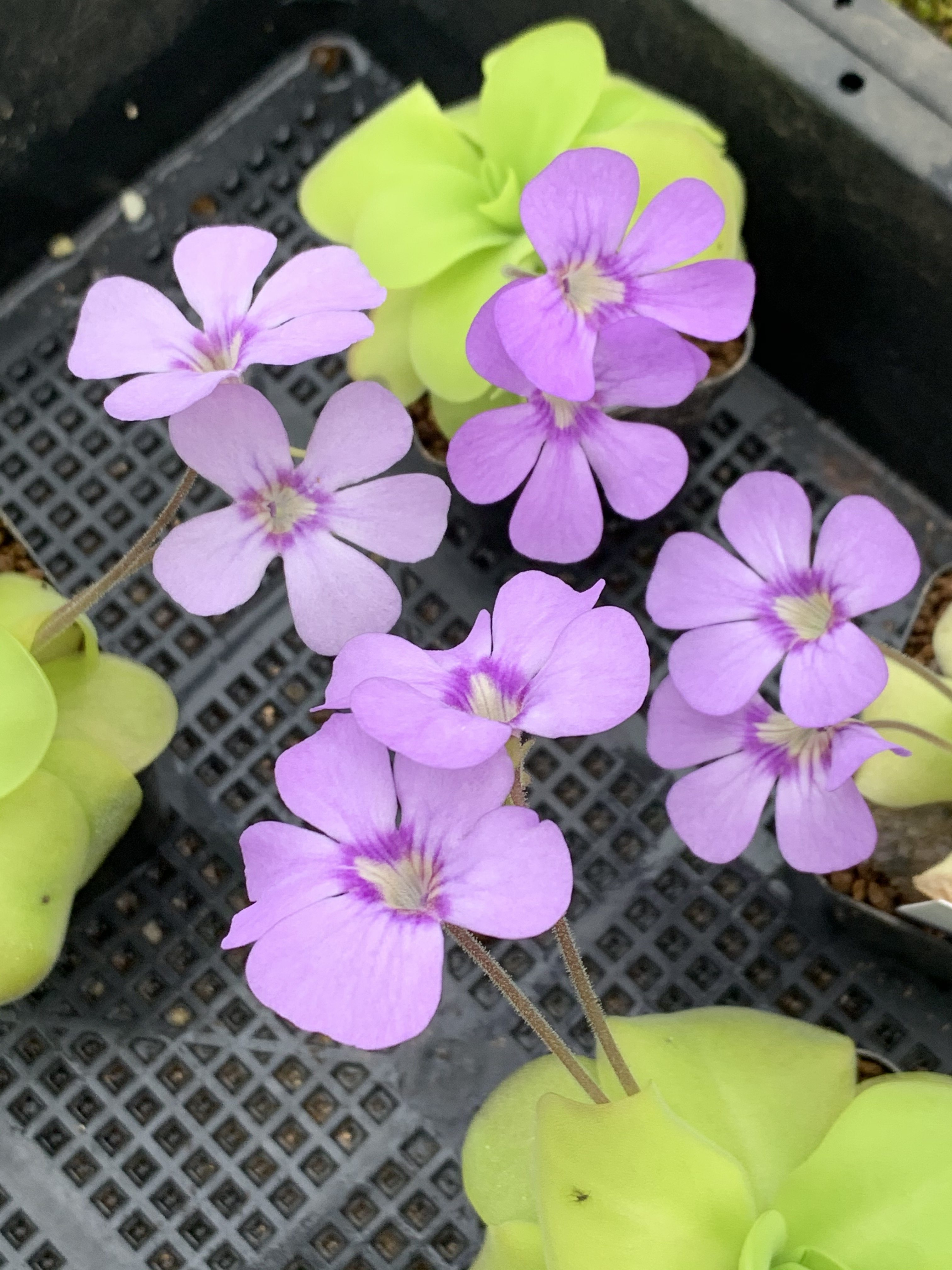 BCP Tina捕虫堇是如何捕虫的？它与其他食虫植物有何不同？-食虫植物-淘宝好物网