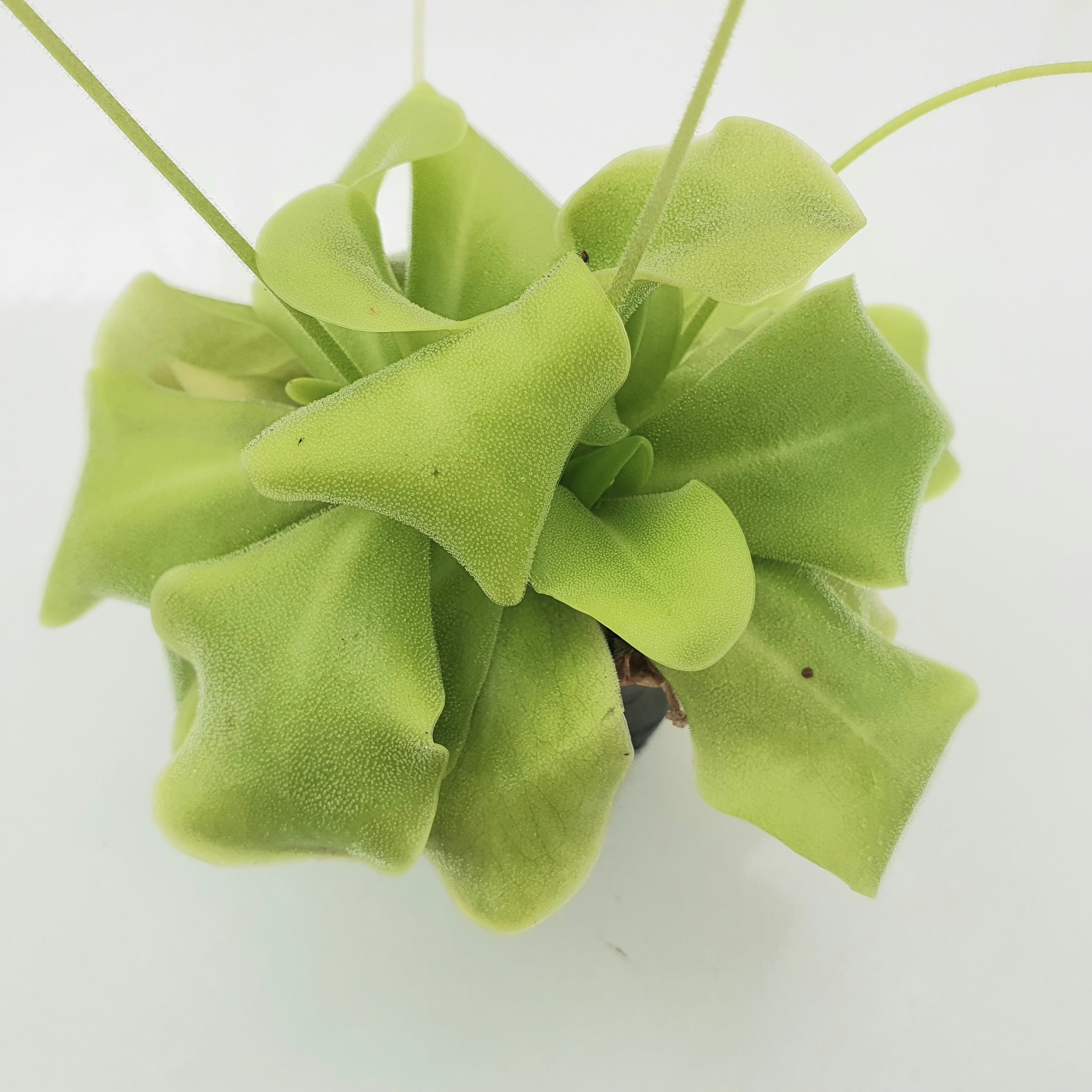 BCP Tina捕虫堇是如何捕虫的？它与其他食虫植物有何不同？-食虫植物-淘宝好物网