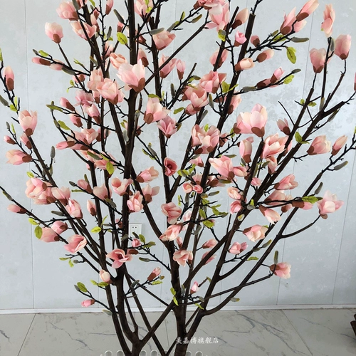 Моделирование магнолия дерево земля земля цветочные окна