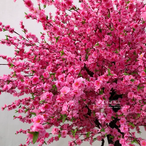 Моделирование персикового цветов крупно -кремневое цветет персика