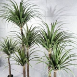 Зеленая кровя дракона крови скандинавское моделирование зеленое растение шелковое дерево горшечное растение