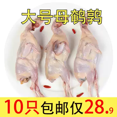 Fresh frozen female quail meat frozen white quail barbecue fried raw bone meat now kill 10