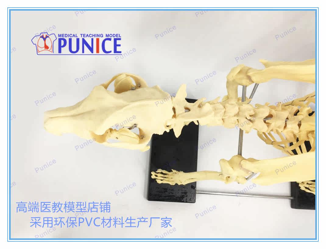 仿真狗骨骨骼模型骨標本狗骨架犬骨模型犬骨架動物模型 Yahoo奇摩拍賣