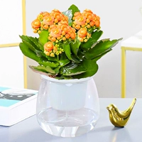 Оранжевый (прозрачный водопоглощающий бассейн) купить 2, чтобы получить почву