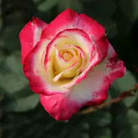 Красное двойное счастье роза