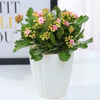Розовый (белый ленивый бассейн) купить 2, чтобы получить почву