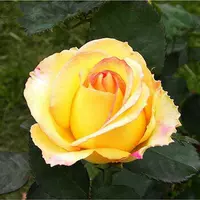 Golden Phoenix Rose