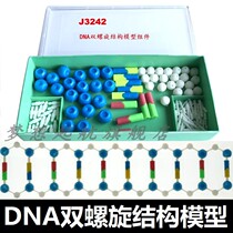DNA model DNA double helix structure model components splicing genetic genes and variation Biological Experiment Teaching