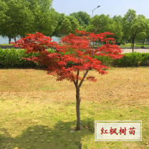 Red maple sapling Villa ground Garden beautification cold-resistant plants north and south can be planted Chinese red Japanese Red Maple easy to raise