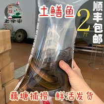 SF old Yujia lotus pond soil yellow eel 2 catties fresh eel Hubei specialty Honghu city farmers local goods package live