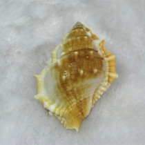 Sea cucumber snail 7-8cm Sea conch shell Hermit crab special replacement shell