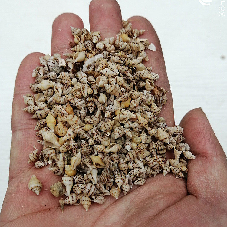 1cm 1cm left and right 300 natural ultra small sea snail shells small flower necrosy with manual diy material-Taobao
