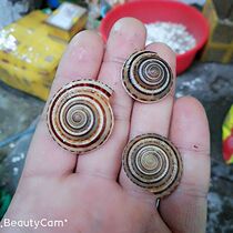 Wheel conch Mediterranean style wall-mounted glass floor decoration small conch shell window design props