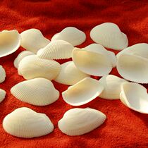  2 yuan 5 pieces of white shell scallop slices window props shooting background floor fish tank landscaping decorations