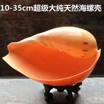 Super sea snail coconut snail can be used as creative fish tank potted chlorophyll flower pot rolled shellfish shrimp hatching nest