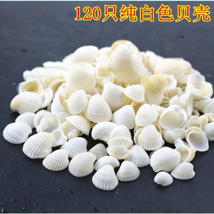 海螺海星 地台鱼缸造景装饰寄居蟹打孔儿童手工相框diy漂流瓶贝壳