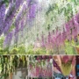 Mô phỏng Hoa Wisteria Hoa giả Vine Vine Trần Phòng khách Trong nhà Trang trí tiệc cưới Nhựa Hoa Chuỗi Vine Cây mây - Hoa nhân tạo / Cây / Trái cây hoa nhựa treo tường