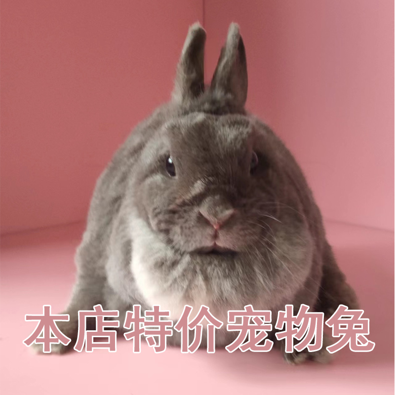 Coeared Rabbit Cat Cat Rabbit Dwarf Rabbit Pet Rabbit Rabbit Living to Live Special Price