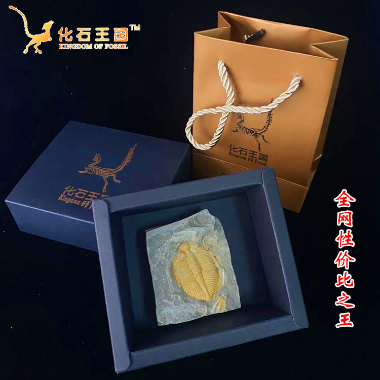 Special Price Complete Boutique Trifoliate Crown Worm Palaeobiotic Fossil Specimen Children Gift Box Teaching Kop-Taobao