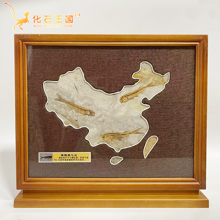 Highly Priced Wolf-Fin Fish Map Fossil Specimen Display Piece for Gift Collection and Science Education Highly Priced Wolf-Fin Fish Map Fossil Specimen Display Piece for Gift Collection and Science Education