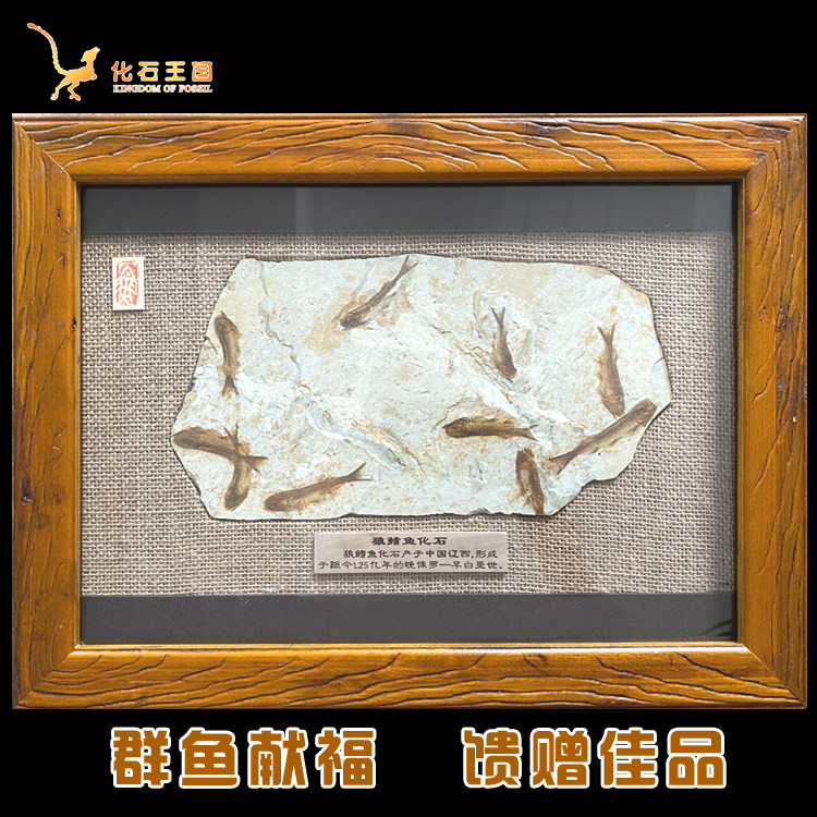 Natural Liaoxi Chaoyang paleontological animal fossil specimens wolf fin fish fossil rough framed photo frame gift gift