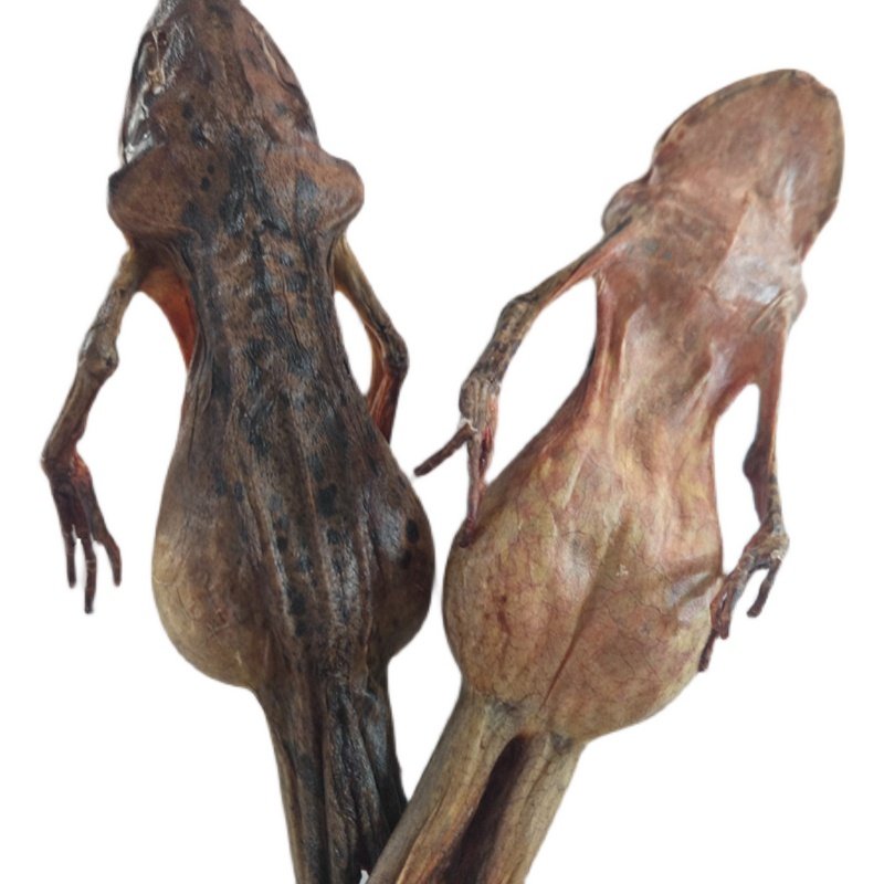 Snow clam dried northeast forest frog oil dried toad dry explosion does not drop the scale 10 grams