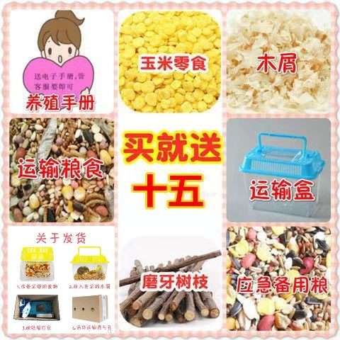 巨型仓鼠纯种金丝熊怎么挑？2026年新手养宠最该盯紧的4个真实指标