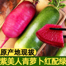 Purple beauty fruit radish sweet crispy fruit type Green Red Pineapple Weifang Shawo heart beauty radish Fresh 10kg