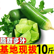 Fruit radish Fresh 10kg sweet crisp fruit type authentic Weifang radish Tianjin raw to eat Qingsha wo Weixian radish