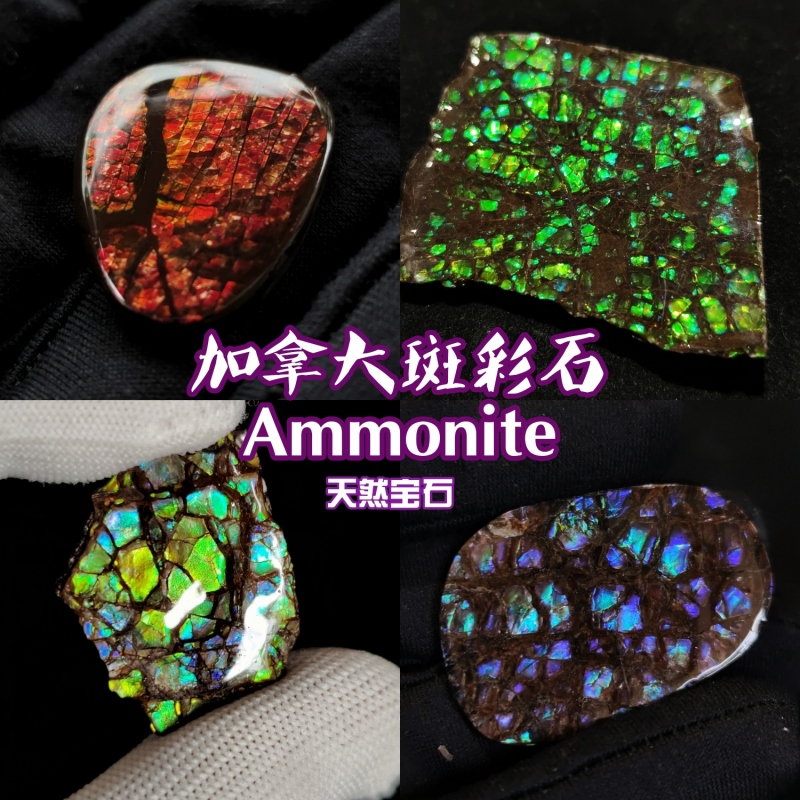 Canadian Spotted Snail Creative Jewelry Fossil Organic Gemstone Li Juming Spotted Stone Rare Collection Gift Jewelry Canadian Spotted Snail Creative Jewelry Fossil Organic Gemstone Li Juming Spotted Stone Rare Collection Gift Jewelry