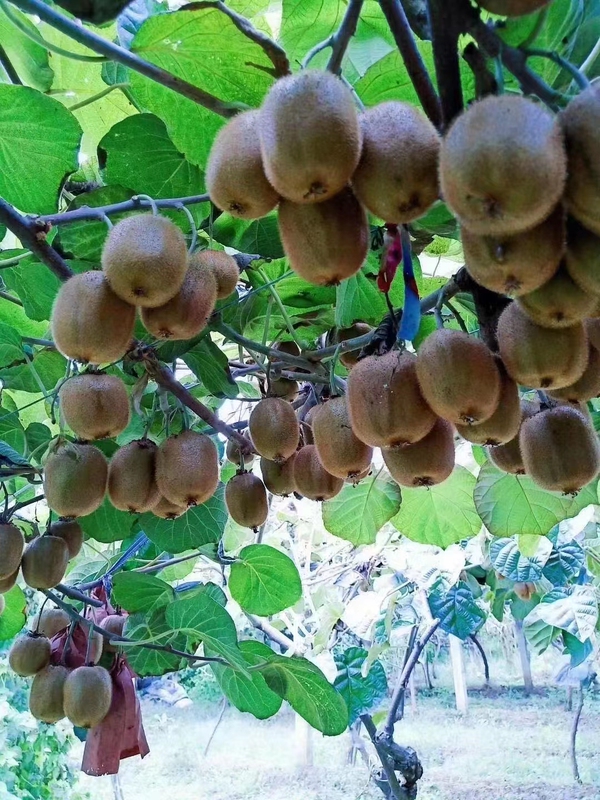 2026 Qinling Cuixiang, Xuxiang Kiwi Fruit