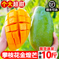 Panzhihua Jinhuang mango 10 pounds Sichuan green mango green skin sweet mango fresh seasonal whole box tropical fruit