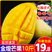 Panzhihua Jinhuang mango Whole box of large fruit 10 kg daffodil mango when the season extra large green and yellow mango fresh fruit