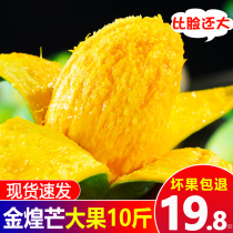 Panzhihua Jinhuang mango 10 catty large fruit seasonal fresh fruit whole box natural ripe extra large green daffodil mans