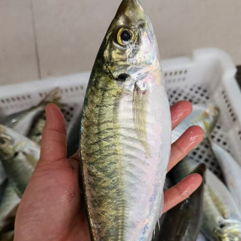 巴浪鱼怎么选?养殖竹荚鱼、蓝圆鲹刺巴鱼,哪种更好吃?🐟深度测评来了!--淘宝好物网