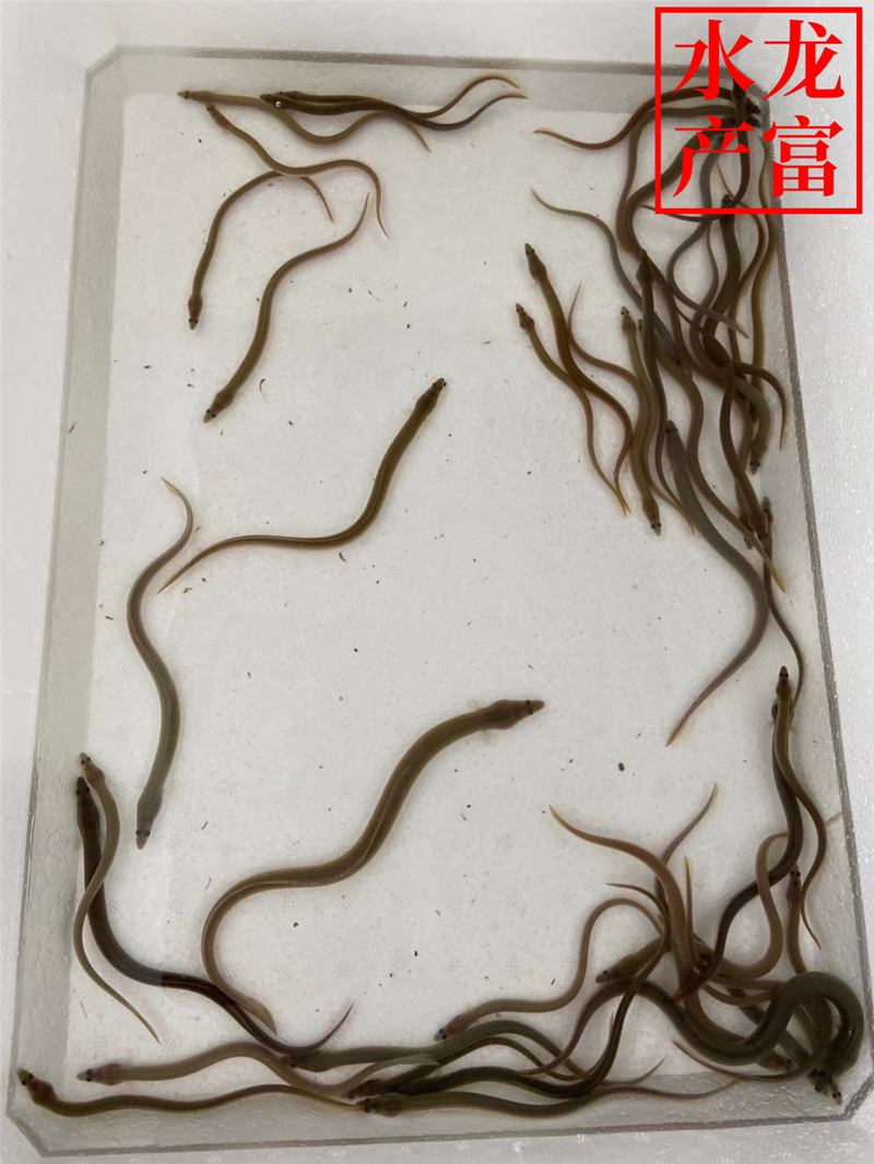 淡水养殖里的“潜伏者”:白鳝、河鳗苗的秘密生活-鱼-淘宝百科网