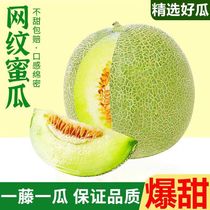 Hainan Rose Fruits Melon Net San Melon Ice Cream Hondew Melon Hami Melon Fresh Soft Glutinous 10 Jin Juss Shizuo