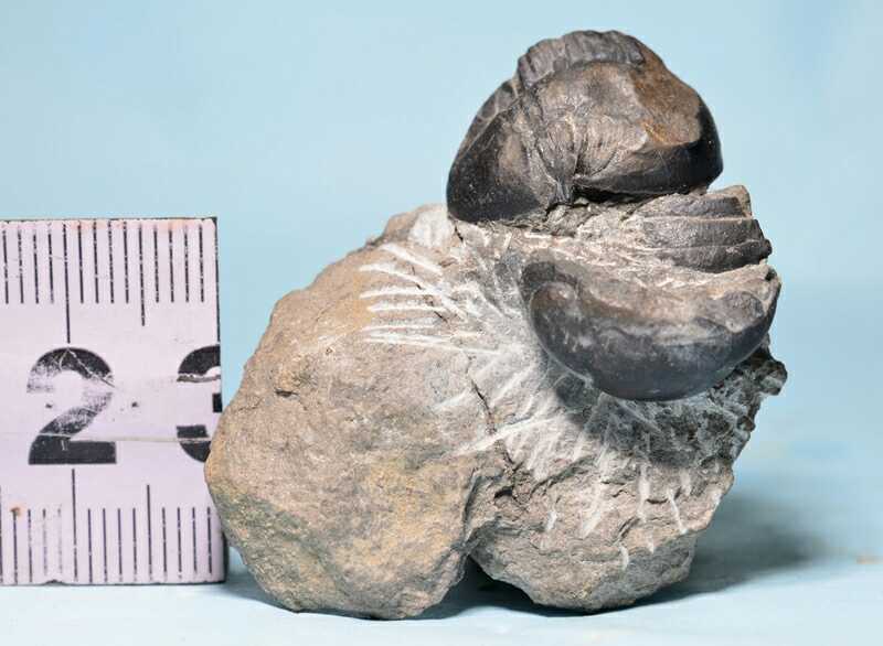 B9 Otauji Trilobacet Fossils of the Everbright Shell Bug Jewel Beetle