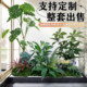 Simulated Landscaping Plants with a High-End, Realistic Feel, Indoor and Outdoor Floor-Standing Ornaments, Simulated Green Plants for Shopping Malls and Exhibition Halls, Photo-Worthy Decorations